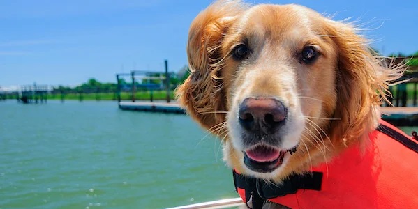 A dog enjoying a boat ride on Shala River, showcasing pet-friendly tours in Albania.